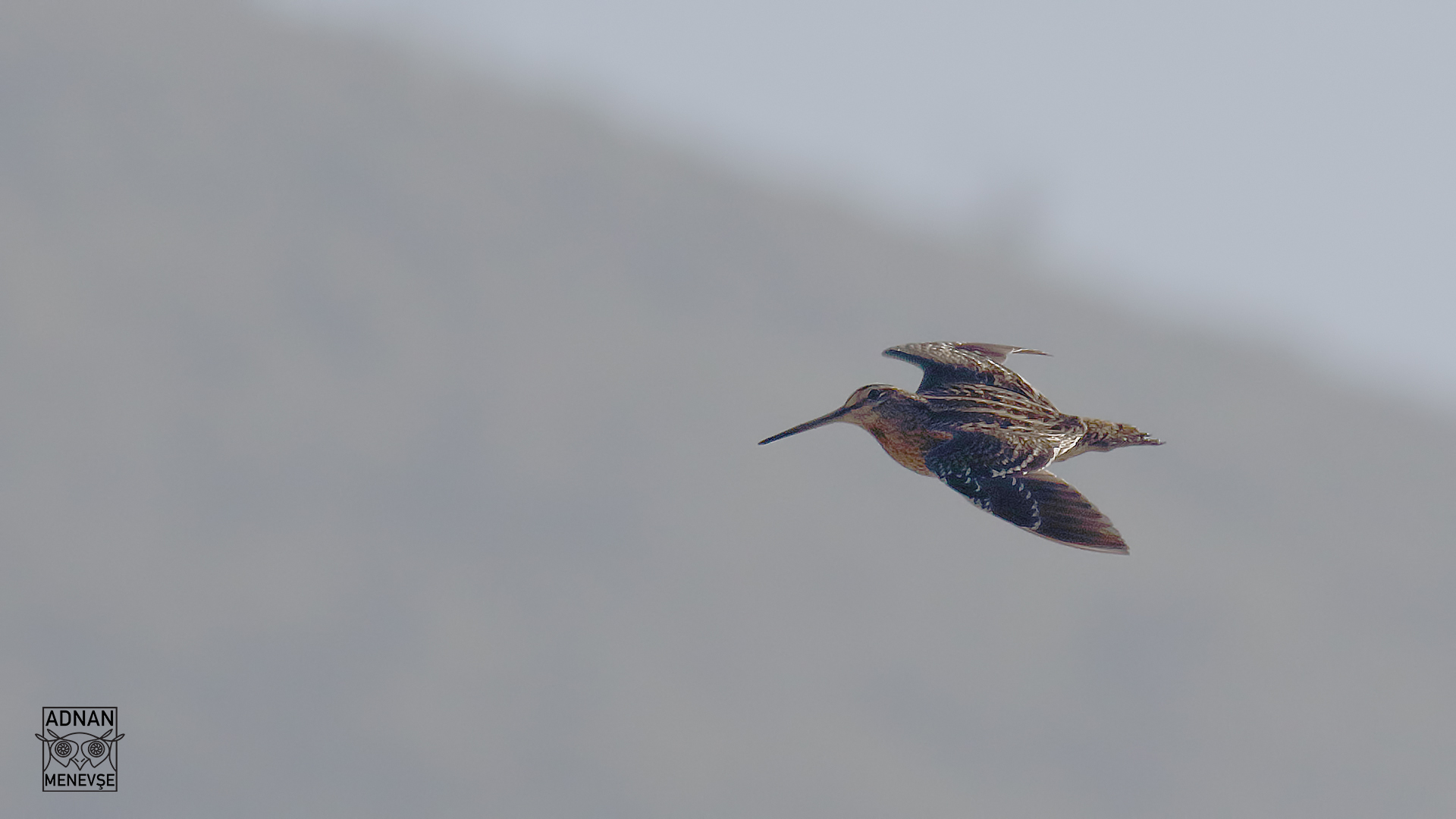Great Snipe